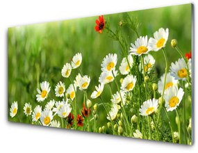 Fali üvegkép Daisy növény természet 100x50 cm