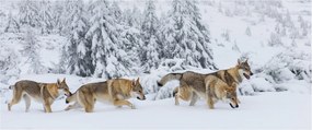 Kép - Farkasok a hegyekben (120x50 cm)
