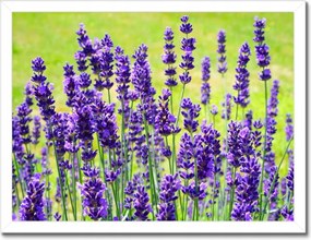 Poszterek keretben 40x30 Levendula virágok