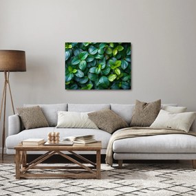 Kép - Zöld növények (70x50 cm)