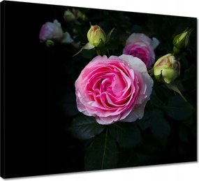 Vászonkép 50x40 Rózsaszín rózsabokor