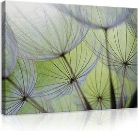 Vászonkép pitypang falikép zöld fehér 100 x 75