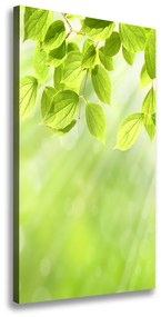Vászon nyomtatás Zöld levelek ocv-103988328