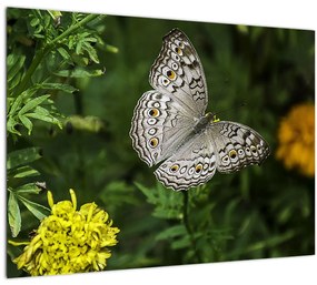 Kép - fehér pillangó (üvegen) (70x50 cm)