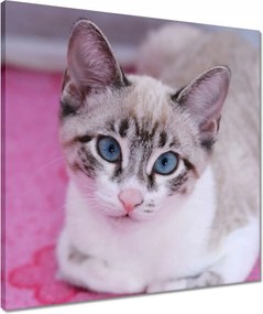 Vászonkép 50x50 Cica Cicák