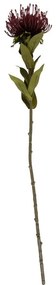 Művirág (magasság 60 cm) Protea – PT LIVING