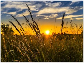 Poszterek 135x100 Naplemente a füvek között