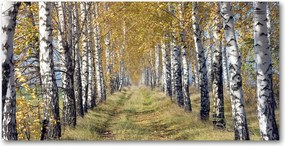 Fotótapéta üvegfalra Nyírfa ősz 140x70