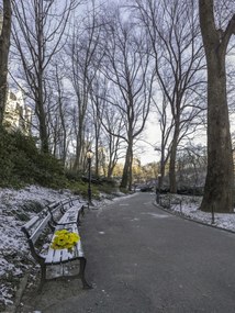 Poszter 60x80cm Egy csokor sárga virág egy padon a parkban, Assaf Frank