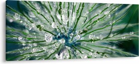 Kép - Makro kép egy virágról (120x50 cm)