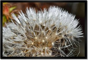 Poszterek keretben 60x40 Pitypang Virág Virágok