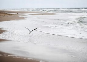 Sirály Tenger poszter B1 100x70cm kép #142