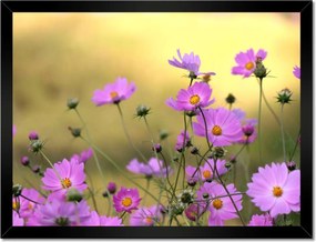 Poszterek keretben 40x30 Finom virágok a réten