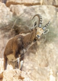 Poszter 50x70cm Ibex Nubiana, Assaf Frank