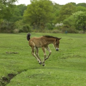 Poszter 80x80cm Csikó fut a mezőn, Assaf Frank