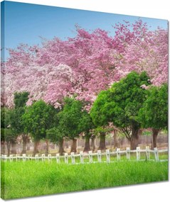 Vászonkép 40x40 Cseresznyés tájkép