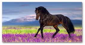 Akrilkép A ló egy levendula mező oah-113343357