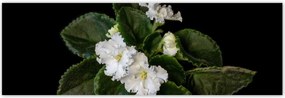 Poszterek 200x66 Fehér jázminvirág