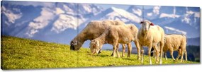 Vászonkép 120x40 Juh legeltetés Bárányok