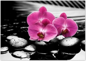 Poszterek 100x70 Lila leander