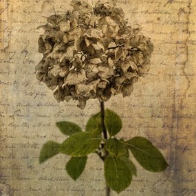 Poszter 40x40cm Egy szárított hortenzia virág, Assaf Frank