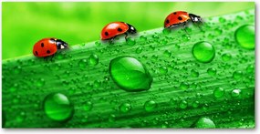 Fotó-üvegkép Katicabogár a fűben 140x70