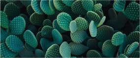 Kép - Opuntia (120x50 cm)