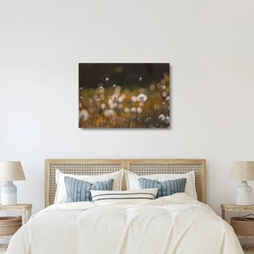 Üveg kép - Gyapotfűvel borított rét N⁰2 (70x50 cm)