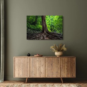 Kép - Öreg fa gyökere (90x60 cm)