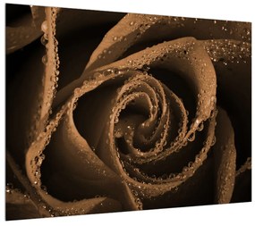Cseppek a rózsán (70x50 cm)