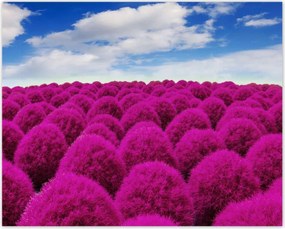 Poszterek 50x40 Kifejező rét Tájkép