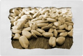 Poszter 60x40 Hántolt napraforgó