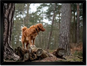 Poszterek keretben 40x30 Kutya Kutyák