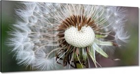 Vászonkép 180x90 Pitypang Virág Virágok