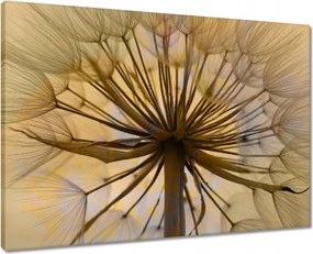 Vászonkép 70x50 Pitypang Virág Virágok