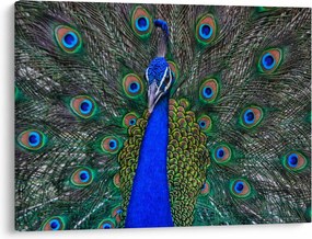 Kép - Páva (70x50 cm)