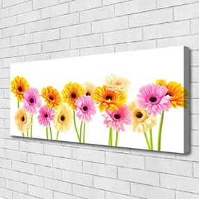 Canvas kép Színes százszorszép virágok 100x50 cm