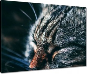 Vászonkép 80x60 Cica Cicák