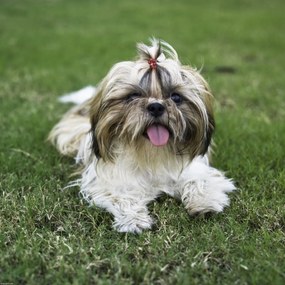 Poszter 40x40cm Bájos kis kutyus a fűben, Assaf Frank