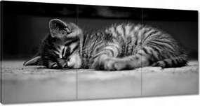 Vászonkép 120x60 Cica