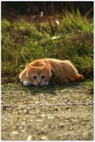 Poszterek 60x90 Cica Cicák