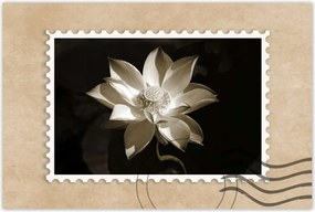 Poszterek 90x60 Lótusz Lótuszvirág