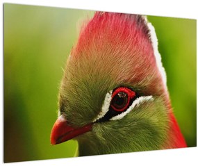 Színes madár képe (90x60 cm)