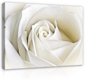 Vászonkép, Rózsa, 60x40 cm méretben