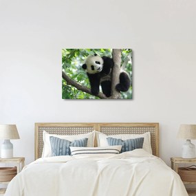 Kép - Panda a fán (70x50 cm)