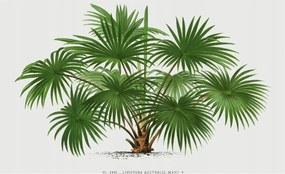 Design fotótapéta Flizelin falra Egzotikus minta 416x254 Ragasztó