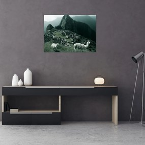 Üveg kép - Lámák a perui Machu Picchunál (70x50 cm)