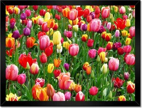 Poszterek keretben 40x30 Színes tulipánok a réten