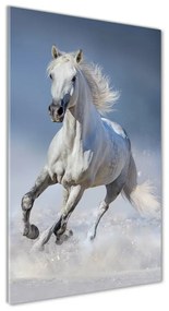 Akrilkép Fehér ló galopp oav-95626475