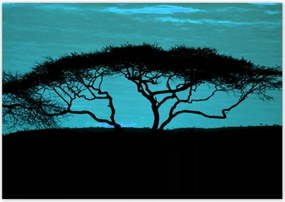 Poszterek 100x70 Akác a szavannán